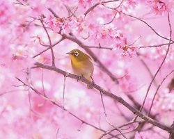 Волшебная весна в Японии – сакура в цвету